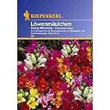 Antirrhinum Löwenmäulchen Zwerg-Mischung