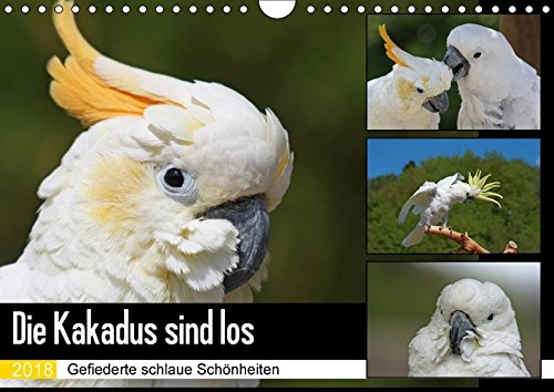 Die Kakadus sind los (Wandkalender 2018 DIN A4 quer): Gefiederte schlaue Schönheiten (Monatskalender, 14 Seiten ) (CALVENDO Tiere) [Kalender] [Apr 13, 2017] Lindert-Rottke, Antje