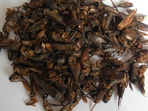 Dried Crickets by Phyto Plus Turtle &amp; Terrapin Reptile Food Treats 1 litre Tub