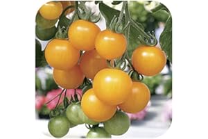 GROWTANICAL Tomato 'Tumbling Tom Yellow' Plug Plants x 5 'Grow Your Own'