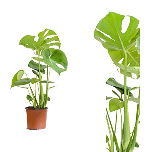 Inter Flower -Monstera delicosa,Köstliche Fensterblatt,50cm +/- , Zimmerpflanze
