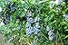 Produktbild PLAT FIRM 50 Northern Highbuh Blau Buh Obst Samen Pre tratified + Gift & Comb / H