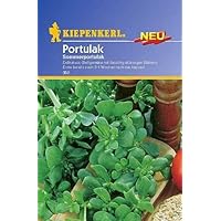 Portulak Sommerportulak
