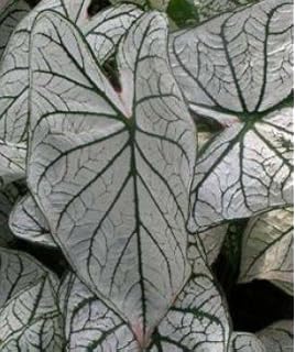 Buy Exoticrareplants Amazon Elephant Ear Alocasia Amazonica Rare Miniature Variety Plant Online At Low Prices In India Amazon In