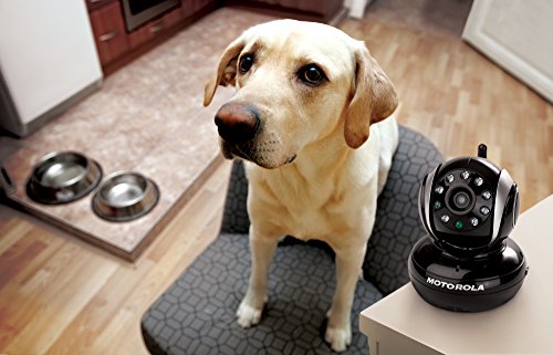Motorola-camra-de-surveillance-intrieure-supplmentaire-pour-animaux-SCOUT-1100-et-1500-IMU-Noir