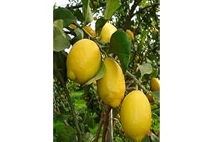 pianta di Limone 4 stagioni o Lunario albero di limone rifiorente in vaso Età 2 anni pianta vera di limone venduta da eGarden.store