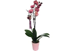 GARDEN CENTER SHOP BY VM ORCHIDÉE NATURELLE PHALAENOPSIS ROSE ASIE 75CM 3-4 TIGES M12