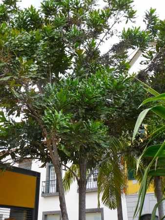 TROPICA – Australischer Feuerradbaum (Stenocarpus sinuatis) – 20 Samen - 3