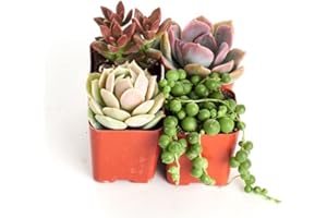 DECOALIVE Mix de Cuatro Suculentas Mini Naturales Plantas Resisitentes a Altas Temperaturas