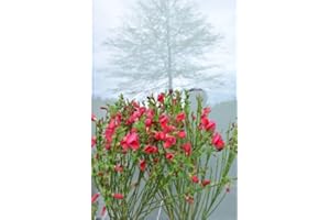 PLANTENWELT WIESMOOR Ginster leuchtendrot Cytisus scoparius Boskoop Ruby 40-60 cm hoch im 3 Liter Pflanzcontainer