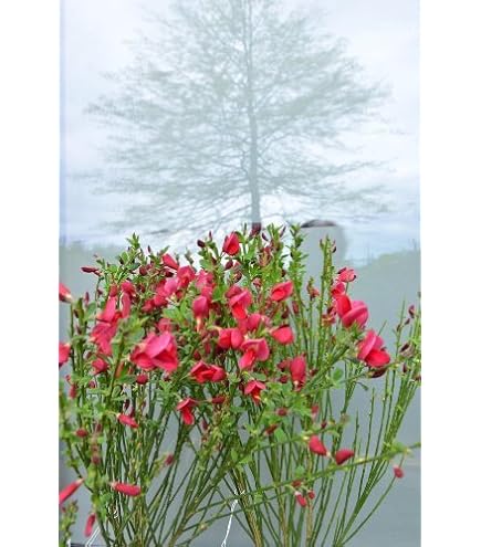 Cytisus x beanii - Kriechginster - Duftender Zwergginster - Kissenginster -  duftend : Amazon.de: Garten