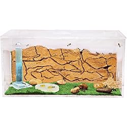 AntHouse - Fourmilière Naturelle en Sable - Kit Commencement Acrylique 20x10x10 cm (Fourmis Gratuites)