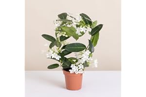 Fleurs et Délices - Stéphanotis - Plante d'intérieur - Sans cache-pot - Plante verte - Décoration d'intérieur - Cadeau Fleuri - Fabrication Française Artisanale de Qualité - Cadeau à Offrir