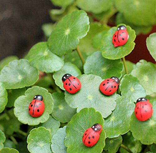 100x Da.Wa Miniature Fairy Garden Ladybugs Sticker Ornament Home Decoration Outdoor reviews 100x Da.Wa Miniature Fairy Garden Ladybugs Sticker Ornament Home Decoration Outdoor
