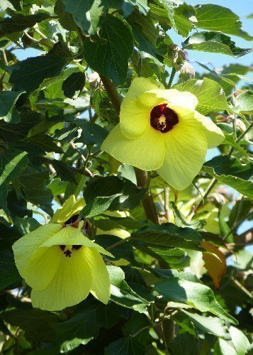 TROPICA - Küsten Hibiskus (Hibiscus tiliaceus) - 15 Samen