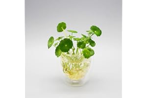 Pilea Peperomioides Graines Plantes Vertes Plantes D'intérieur,Plantes À Feuilles Persistantes Hardy,Bonsai Graines Plantes D'intérieur Hardy Pour 200 graines de plantes(VERT)