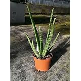 Aloe Vera plant. 35cm tall in a 10.5cm pot