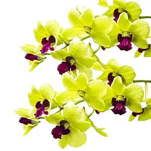 Orchid-Tree Plastic Pot With Dendrobium Orchid, Yellow, Pot - 3.5 inches, 1 Piece