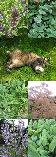 Saatgut Set: ‚Katzenkräuter‘, 3 Pflanzen die ihre Katze lieben wird, Samen in schöner Geschenk-Verpackung - 2