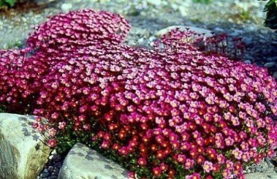Moos - Steinbrech - Saxifraga x arendsii 200 Samen