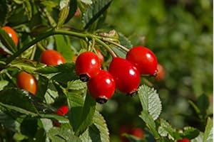 ZAC WAGNER Die Hagebutte"Wunderschön und gesund"