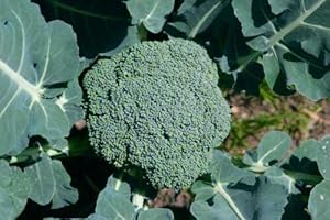 ROOT SOURCE Broccoli Plug Plants Grow Your Own Vegetables 'Ready to Plant Now' Young Vegetables Plants (6)