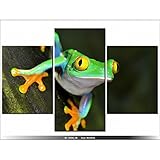Art-Gallery XXL - 60 x 90 cm - Nature - Rana - Cuadro Multi...