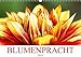 Produktbild Blumenpracht (Wandkalender 2019 DIN A3 quer): Fotografien von farbenfrohen Blumen und Blüten (Monatskalender, 14 Seiten ) (CALVENDO Natur)