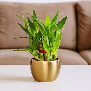 Amulya FARMS Lucky Bamboo 2 Layer Plant in Golden Metal Pot | Indoor Live Bamboo Plants for Home, Living Room, Office, Desk D