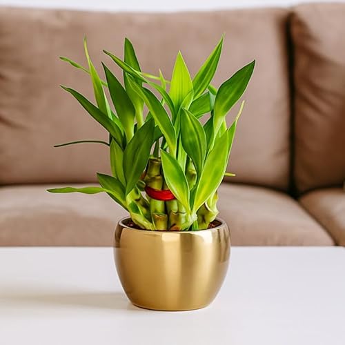 Amulya FARMS Lucky Bamboo 2 Layer Plant in Golden Metal Pot | Indoor Live Bamboo Plants for Home, Living Room, Office, Desk D