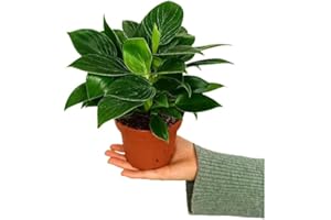 GARDEN CENTER SHOP BY VM Garden Center Shop | Philodendron White Birkin M12 25 cm | Follaje Variegado Blanco y Verde | Planta Natural de Interior Compacta y Sofisticada