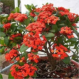 Delorea Ixora Long Singapuri Ixora (Orange) Plant/Flower Plant