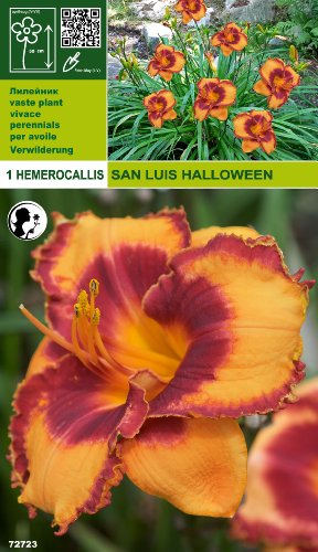 Hemerocallis - Taglilie San Luis Halloween (1)