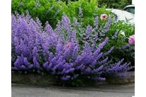 SVI 200 + Catmint Herb- Mussins Nepeta racemosa semi di fiore-GMO non-Open impollinazione.