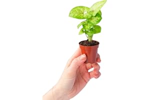 PLNTS - Baby Syngonium Mango Allusion - Zimmerpflanzen, Pflanzen Echt, Nachhaltige Verpackung - 6cm Topf - Höhe 15cm - Direkt von der Gärtnerei