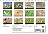 Image de Couleurs d'ailes : Papillons diurnes. Calendrier mural A4 horizontal 2016