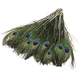 pluma pavo real mala suerte Sanitizado con vapor de alta temperatura.
