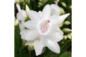 PERFECT PLANTS Christmas Cactus White Indoor House Plant in a 13cm Pot - Perfect Plant for Christmas