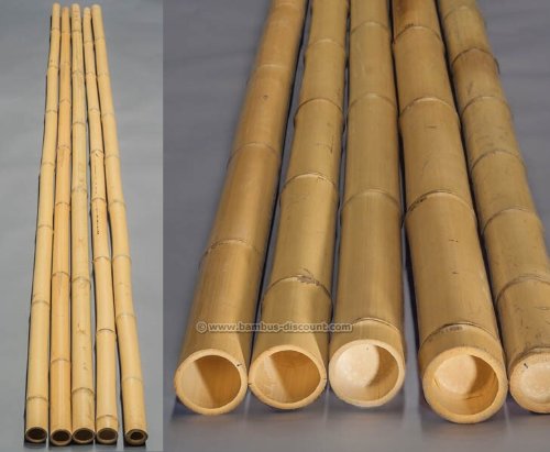 10er Set Bambusrohr gelb, Moso Bambus, gebleicht, Durch. 4,5 - 6cm, Länge 300cm (BAYS3005)