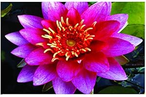 Lincolnshire Pond Plants Ltd - Firecrest Water Lily - Live Water Plant Aquatic Pond Lake Marginal - Loose