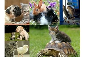 Edition Colibri Postcrossing Lot de 6 cartes postales avec motifs animaux amitié chiens chats tortues