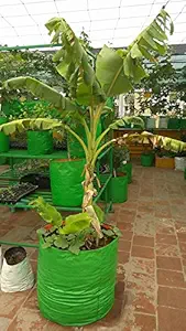 YUVAGREEN Terrace Gardening Leafy Vegetable Grow Bag (12x18 Inch , Green) -Pack of 4