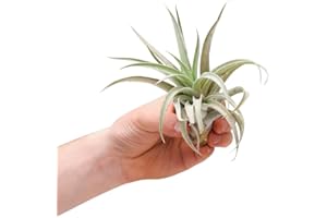 PLNTS - Baby Tillandsia Harrisii (Filles de l'air) - Plante verte - plante d'intérieur 2 cm boutures - Höhe 10 cm