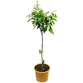 VerDecora Orange Tree Citrus Tree in 5L Pot | Citrus Sinensis, Vegetable garden planting, Abundant fruits, Natural outdoor pl