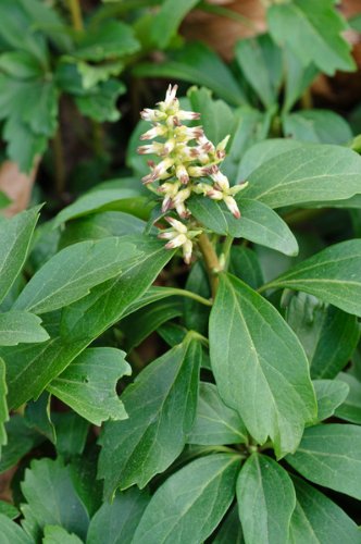 Dickmännchen. (Pachysandra terminalis). 5 Pflanzen - 2