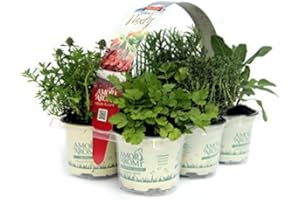 AMORI E AROMI 6 Piante Aromatiche per grigliate