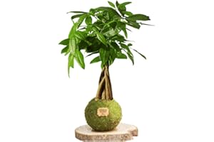 KOKEDAMAS LUCCIANA Kokedama Pachira Trenzada Natural - Kokedama Interior | Bola de Musgo Vivo | Planta Natural | Planta Interior | Decoración Hogar | Fácil Cuidado y Mantenimiento