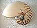 Produktbild echtes Perlboot Nautilus naturbelassen ca. 12,5-15cm Muschel Schnecke Kopffüsser
