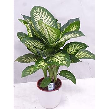 Top 10 Rankhilfe Zimmerpflanzen Rankstbe Fr Den Garten
