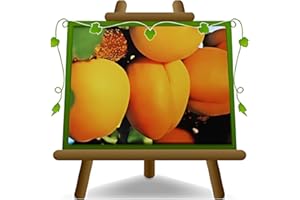 EURO PLANTS VIVAI Albicocco Perla su vaso da 26 pianta da frutto max 200 cm - 4 anni